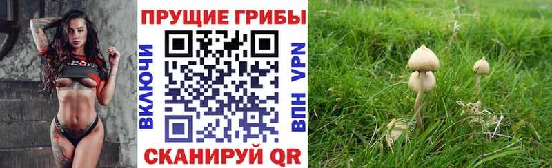 купить наркотик  Елабуга  Псилоцибиновые грибы Psilocybine cubensis 